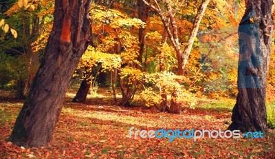 Sunny Autumn Day In Fores Stock Photo