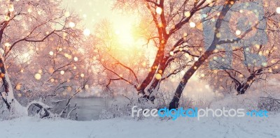 Sunny Christmas Morning. Sun Illuminate Snowflakes Stock Photo