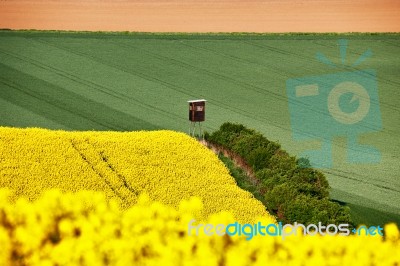 Sunny Morning At Green And Yellow Spring Fields Stock Photo