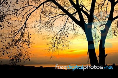 Sunrise Behind Tree Stock Photo