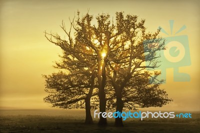 Sunrise Behind Trees Stock Photo