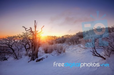 Sunrise On Deogyusan Mountains Covered With Snow In Winter,south Korea Stock Photo