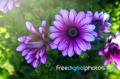 Sunrises At Flower Field Stock Photo