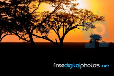 Sunset And Giraffe In Serengeti Stock Photo