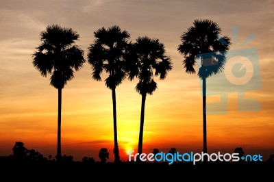 Sunset Behide Toddy Palm Tree Stock Photo