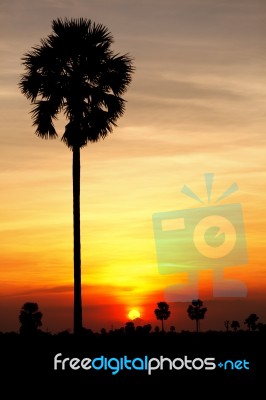 Sunset Behide Toddy Palm Tree Stock Photo