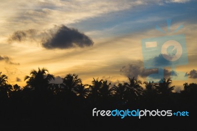 Sunset Behind Silhouettes Of Palm Trees Stock Photo