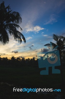 Sunset Behind Silhouettes Of Palm Trees And Buildings Stock Photo