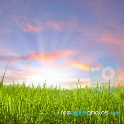 Sunset On Grass Field Stock Photo