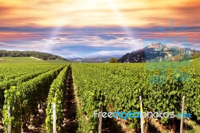 Sunset Over A Vineyard Stock Photo