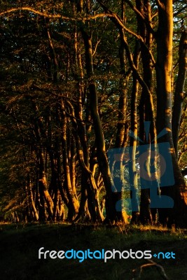 Sunset Through A Wood Stock Photo