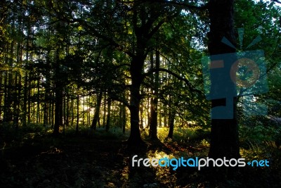 Sunset Through A Wood Stock Photo