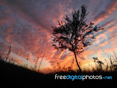 Sunset Tree Stock Photo