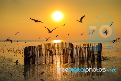 Sunset With Silhoutte Of Birds Flying Stock Photo