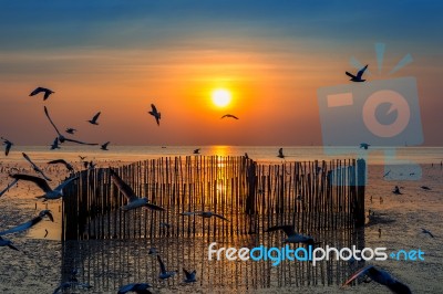 Sunset With Silhoutte Of Birds Flying Stock Photo