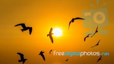 Sunset With Silhoutte Of Birds Flying Stock Photo