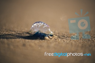 Sunshine Beach At Noosa, Sunshine Coast Stock Photo