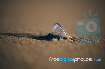 Sunshine Beach At Noosa, Sunshine Coast Stock Photo