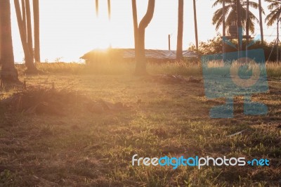 Sunshine With Coconut Trees Stock Photo