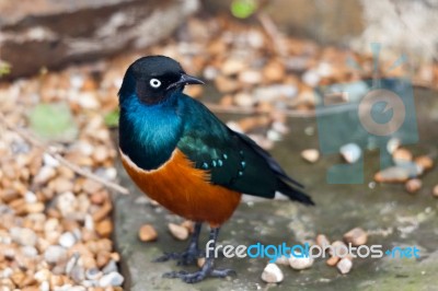 Superb Spreo Starling (lamprotornis Superbus) Stock Photo