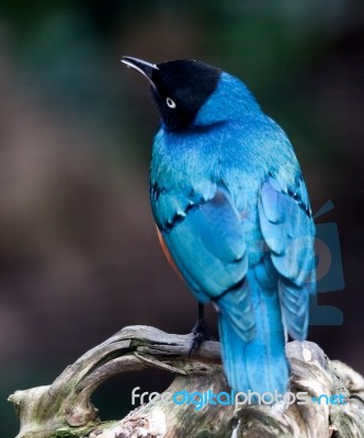 Superb Spreo Starling (lamprotornis Superbus) Stock Photo