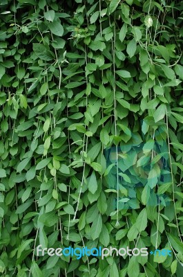 Surface Green Leaves Stock Photo