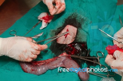 Surgery Of Pyometra (uterus Infection) Stock Photo