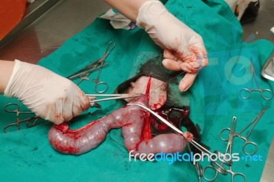 Surgery Of Pyometra (uterus Infection) Stock Photo