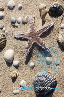 Surrounded By Shells Stock Photo