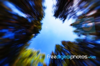 Surrounding Trees Zoom In Abstraction Stock Photo