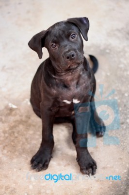 Suspicious Dog Stock Photo