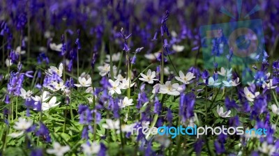 Sussex Bluebells Stock Photo