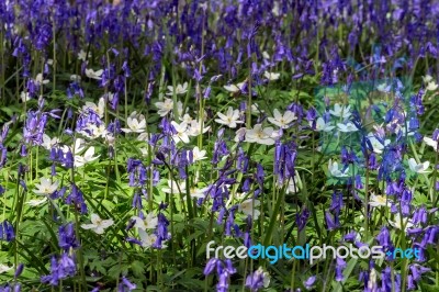 Sussex Bluebells Stock Photo