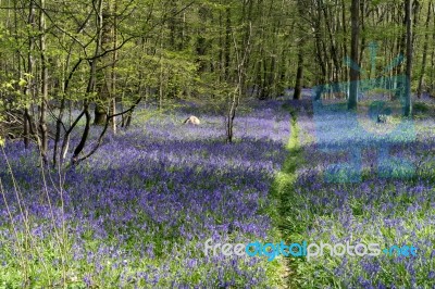 Sussex Bluebells Stock Photo