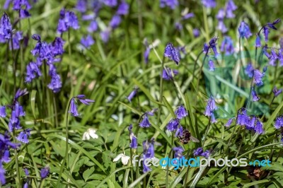 Sussex Bluebells Stock Photo