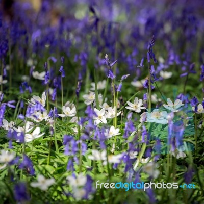 Sussex Bluebells Stock Photo