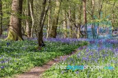 Sussex Bluebells Stock Photo