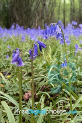 Sussex Bluebells Stock Photo