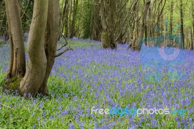 Sussex Bluebells Stock Photo