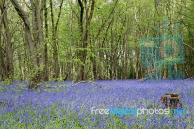 Sussex Bluebells Stock Photo