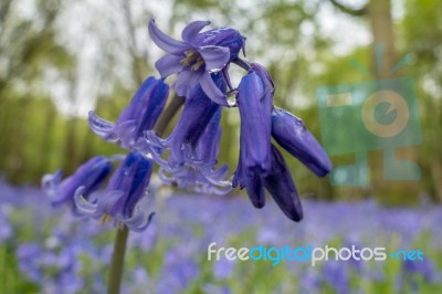 Sussex Bluebells Stock Photo