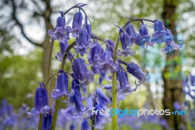 Sussex Bluebells Stock Photo