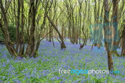 Sussex Bluebells Stock Photo