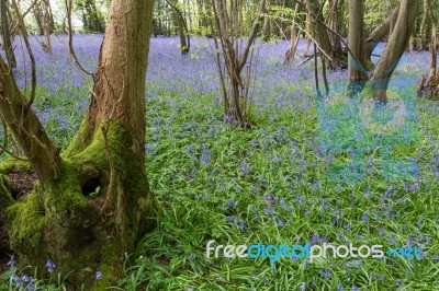 Sussex Bluebells Stock Photo