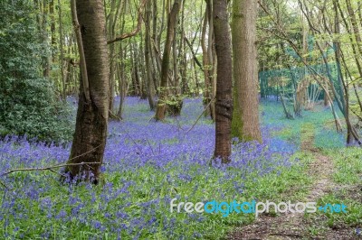 Sussex Bluebells Stock Photo