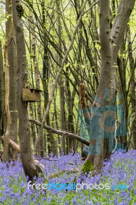 Sussex Bluebells Stock Photo