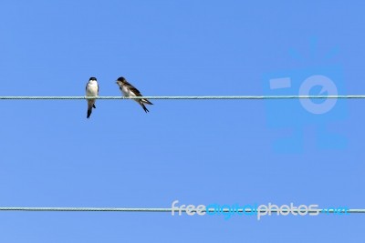 Swallow Stock Photo