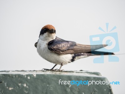 Swallow Stock Photo