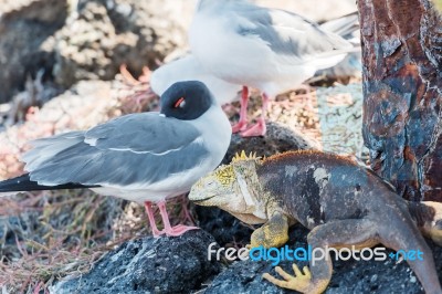 Swallow Tailed Gull And Iguana On  Galapagos Islands Stock Photo