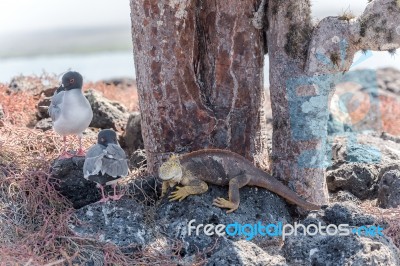 Swallow Tailed Gull And Iguana On  Galapagos Islands Stock Photo